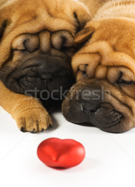 Due sharpei cuccioli amore cane faccia Foto d'archivio © Nejron