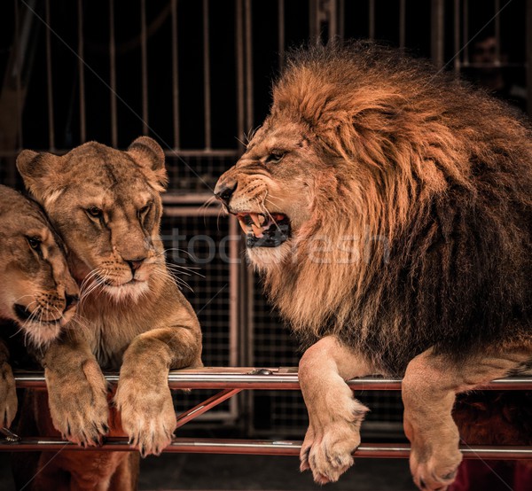Lion deux cirque arène bouche [[stock_photo]] © Nejron