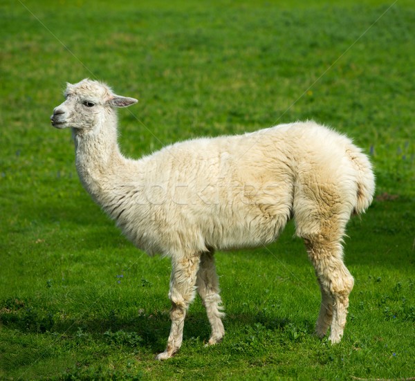 Stock photo: White lama on a meadow