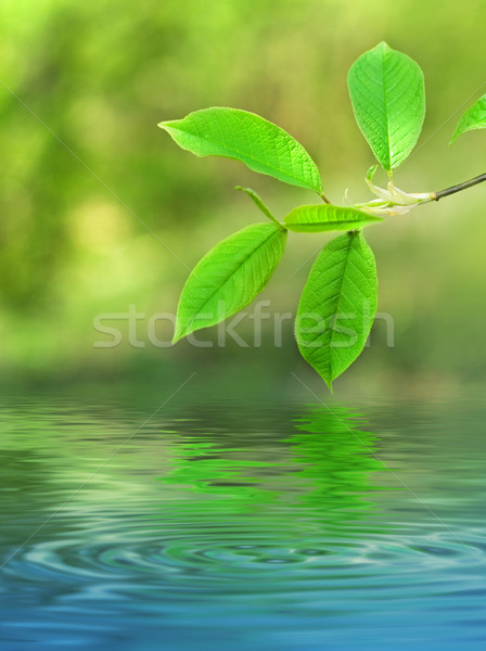 Grüne Blätter gerendert Wasser Wald abstrakten Natur Stock foto © Nejron