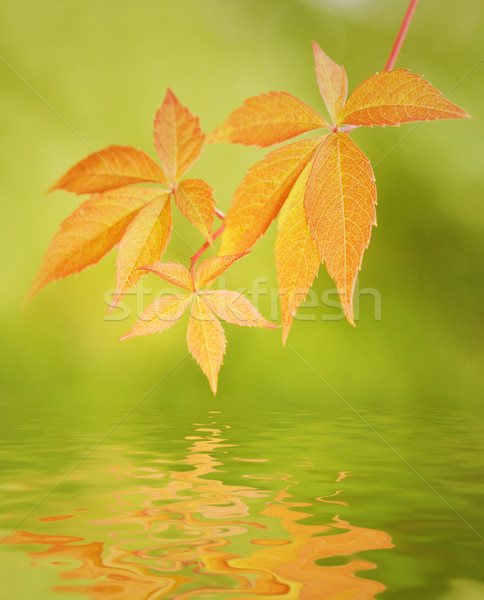 Leaves reflected in water Stock photo © Nejron