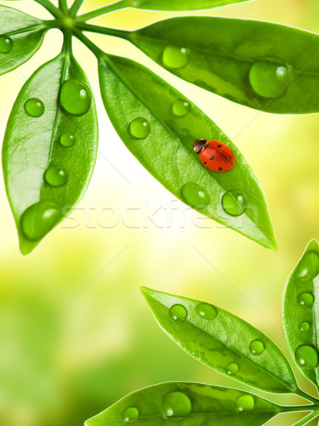 瓢蟲 坐在 綠葉 草 性質 背景 商業照片 © Nejron