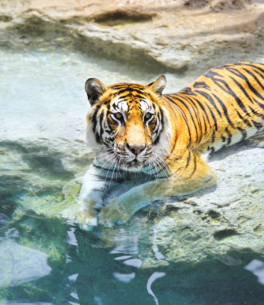 Stockfoto: Foto · tijger · water · kat · macht