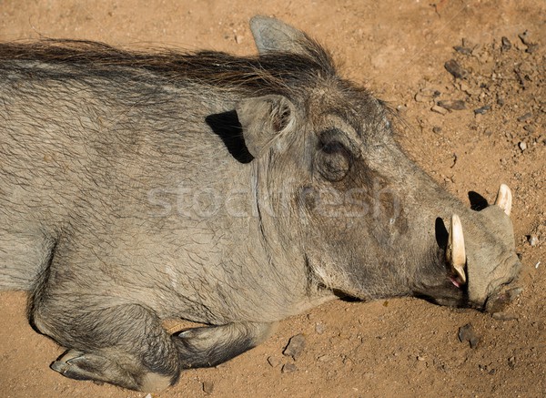 Warthog lying on a sand Stock photo © Nejron