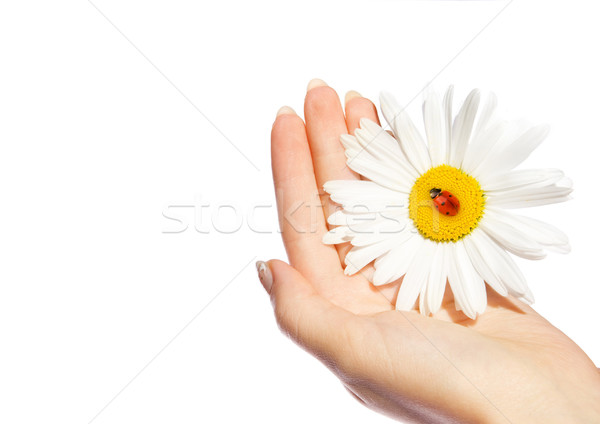 Stock photo: Human hand holding daisy with ladybug on it