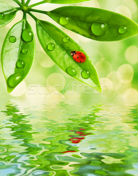Сток-фото: Ladybug · сидят · зеленый · лист · воды · фон · лет