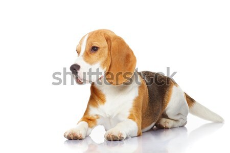 Beagle cane isolato bianco sfondo gambe Foto d'archivio © Nejron