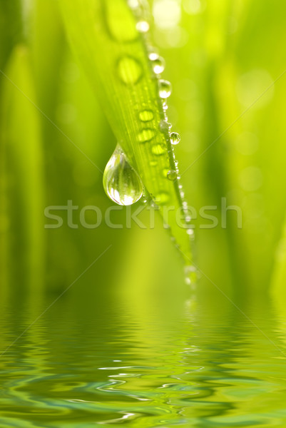 Foto stock: Manana · rocío · hierba · verde · prestados · agua · primavera