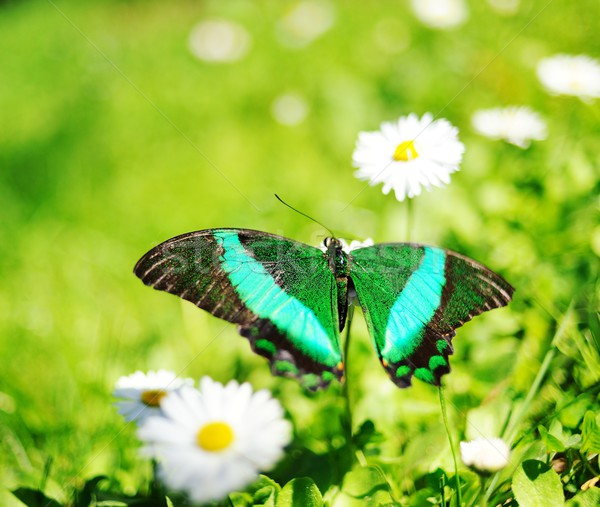 ストックフォト: 美しい · 蝶 · 花 · 自然 · 風景 · 背景