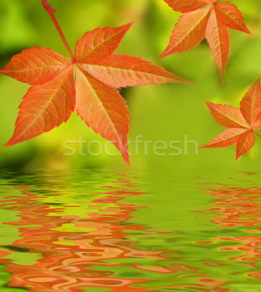 Herbstlaub gerendert Wasser Sonnenuntergang Blatt Hintergrund Stock foto © Nejron