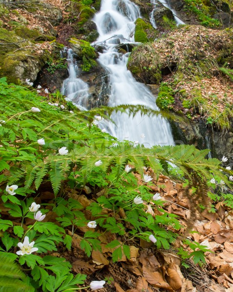 Stock photo: Fast little river in mountain forest
