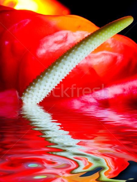 Erschossen exotischen Blume gerendert Wasser Stock foto © Nejron
