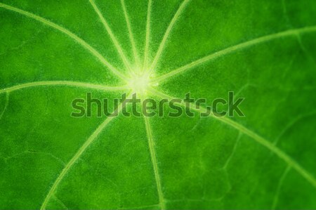 Green leaf texture (shallow DoF) Stock photo © Nejron