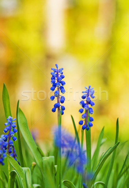 Stock photo: Beautiful blue flowers on a meadow (shallow DoF)