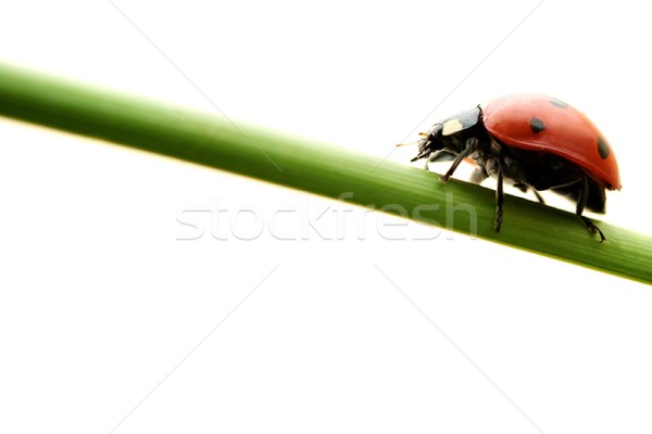 Coccinelle séance vert usine isolé blanche [[stock_photo]] © Nejron