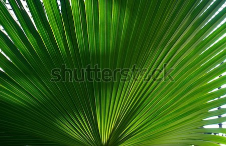 Palm leaf background. Stock photo © Nejron