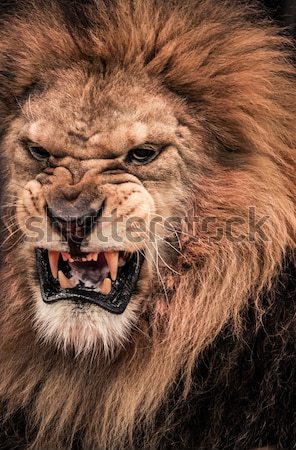 Stock photo: Close-up shot of roaring lion
