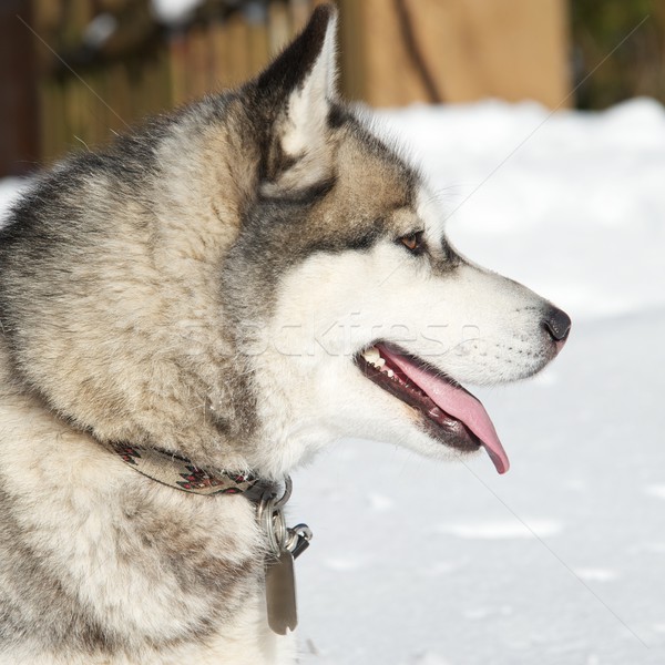 Portret frumos răguşit câine iarnă dinţi Imagine de stoc © Nejron