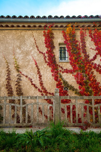 Beautiful red leaves on house wall Stock photo © Nejron