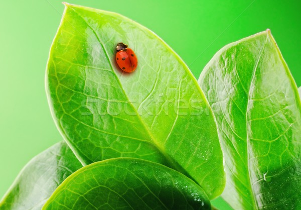 Coccinelle fraîches feuilles vertes eau résumé nature [[stock_photo]] © Nejron