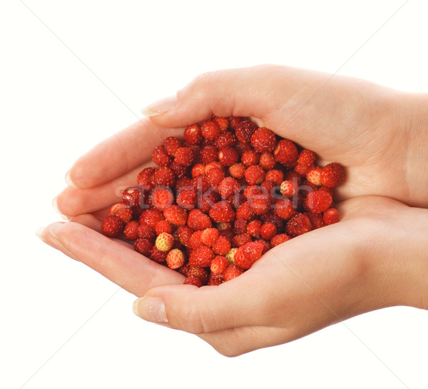 商业照片: 草莓    孤立    白    手    爱    花园 / handful of