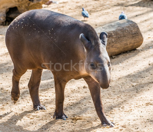 Tapir walking in a zoo Stock photo © Nejron