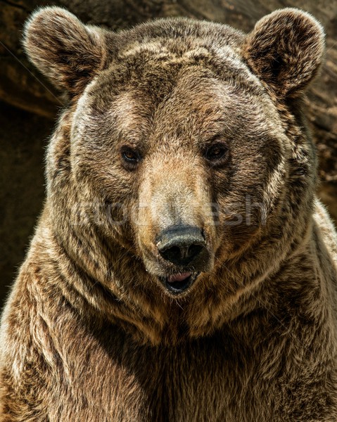 Braunbär erschossen Gesicht Porträt tragen Stock foto © Nejron