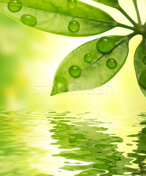 Green leaf reflected in water Stock photo © Nejron