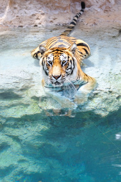 Picture of a bengal tiger near the water 
 Stock photo © Nejron