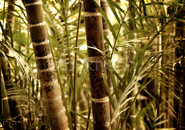 Zöld növény közelkép textúra absztrakt természet Stock fotó © Nejron