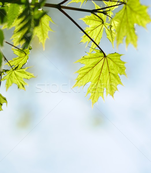 [[stock_photo]]: Photos · feuilles · vertes · résumé · floue · printemps · soleil