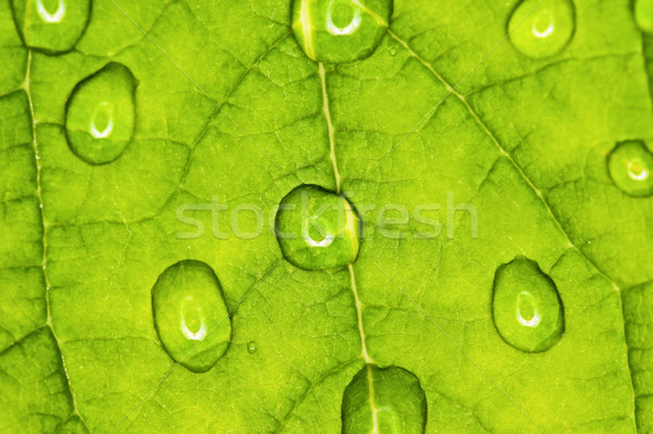 Hoja verde textura gotas de agua agua resumen fondo Foto stock © Nejron