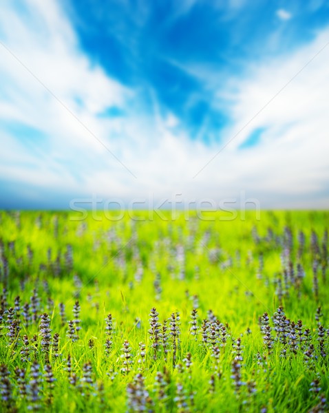 Stockfoto: Blauwe · hemel · mooie · paars · bloemen · weide · voorjaar