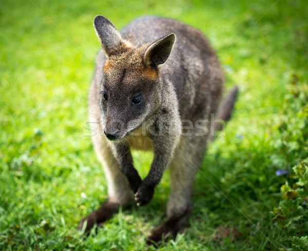 Gyönyörű agilis kő citromsárga kenguru szőr Stock fotó © Nejron