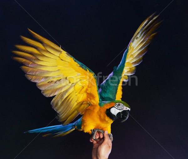 Trained colourful parrot sitting on a human hand Stock photo © Nejron