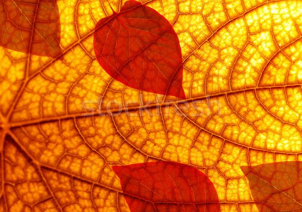 Automne feuille texture lumière orange vie [[stock_photo]] © Nejron