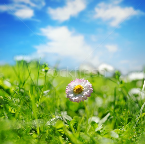 цветок весны лет зеленый синий Сток-фото © Nejron