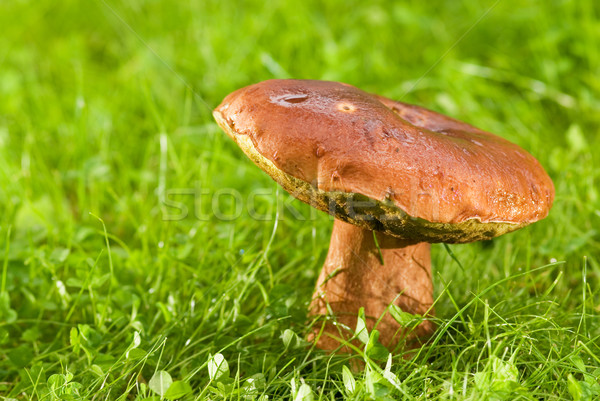 Big mushroom on a meadow Stock photo © Nejron
