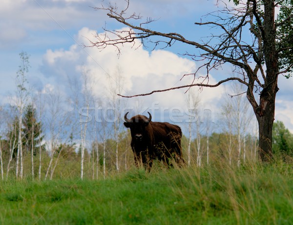 Stier natuurlijke leefgebied natuur veld groene Stockfoto © Nejron
