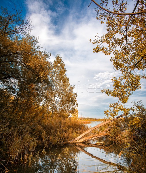 Lake view through trees  Stock photo © Nejron