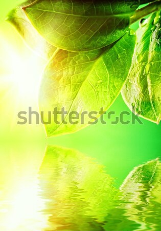 [[stock_photo]]: Coccinelle · séance · feuille · verte · herbe · nature · fond