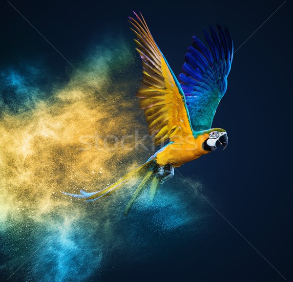 Foto stock: Voador · papagaio · colorido · pó · explosão · abstrato