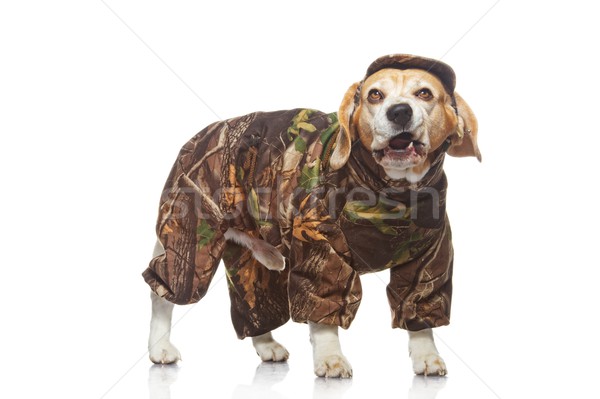 Beagle dog isolated on white background Stock photo © Nejron