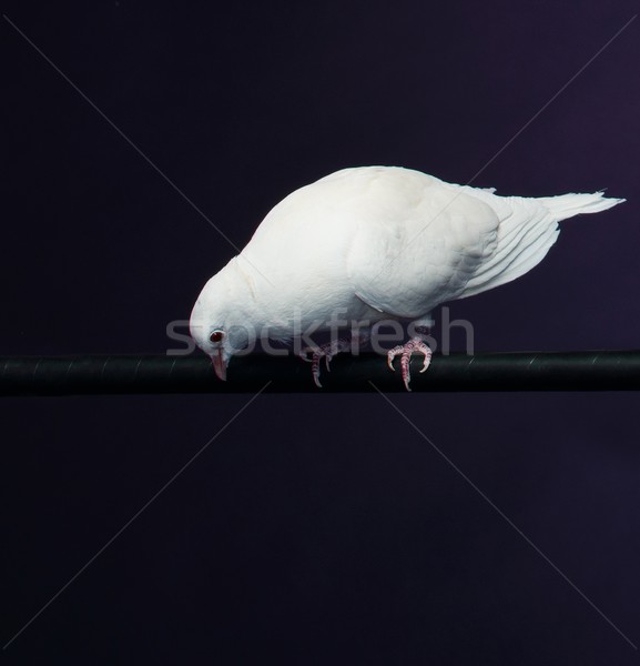 Trained white dove sitting on a magician's stick Stock photo © Nejron