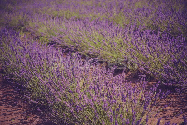 Beautiful lavender field Stock photo © Nejron