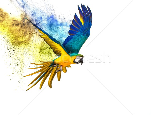 Foto stock: Colorido · voador · papagaio · isolado · branco · pássaro
