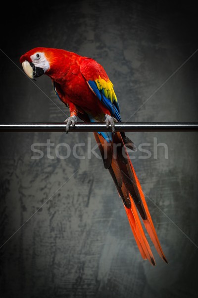 Colourful parrot sitting on a perch  Stock photo © Nejron