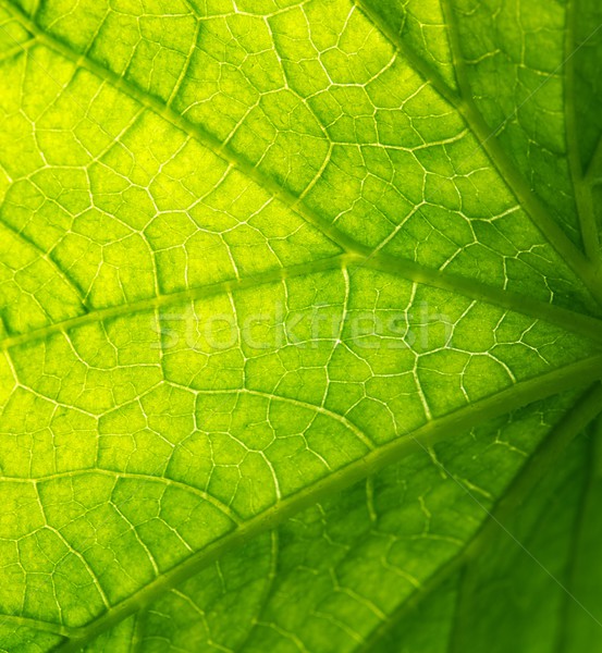 Green leaf texture Stock photo © Nejron