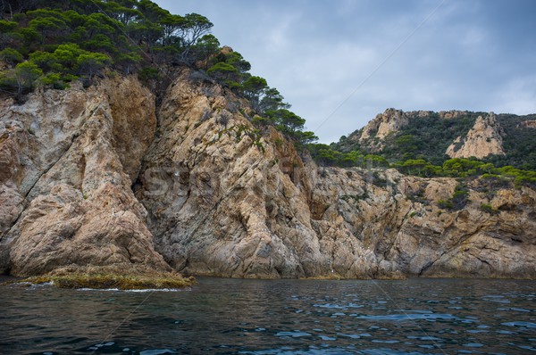 Trees growing on rocky seashore Stock photo © Nejron