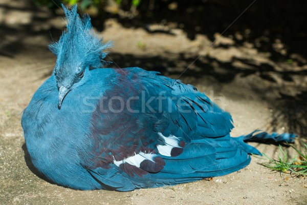 Beautiful crowned pigeon lying down Stock photo © Nejron
